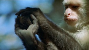 The Life of Mammals (2002) - S01E09 - Social Climbers (576p)
