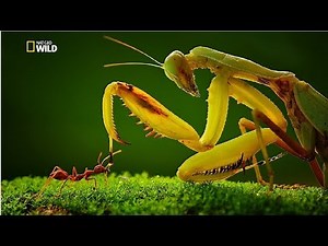 Strangest Insects in the World New Documentary HD 2017