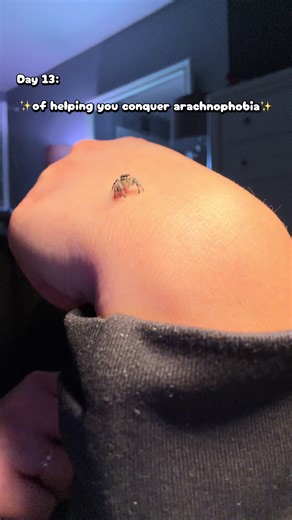 Meet Ditzy the Wilderness Explorer: A Jumping Spider's Journey