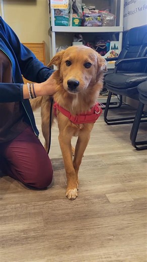 🚨 Foster or Adopter Needed ASAP for T-Rex! 🚨 Meet T-Rex — a handsome pup with a heart as golden as his gorgeous coat. He and his brother were found as tiny puppies, abandoned in a box in a grocery store parking lot. They grew up together, but now his family can only keep one, and T-Rex needs a new place to land. At just 9–10 months old and a perfect medium size at 33 lbs, T-Rex is the ideal companion. He’s already neutered, fully vaccinated, and healthy thanks to our clinic. He’s wonderful wit