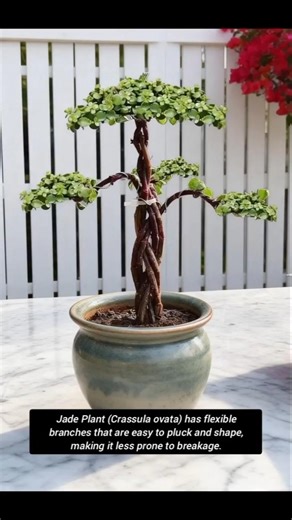 Golden branches and jade leaves braided planting #Succulent leaf propagation #Jade Plant #sunflower