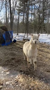 Michael is always a wild card | Useless Farm