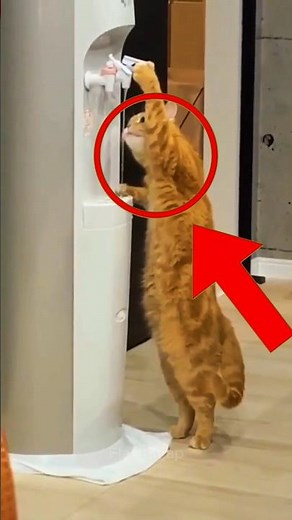 Top 4 Smartest Animals With Human Like Skills #SmartAnimals #AnimalIntelligence #WildGenius