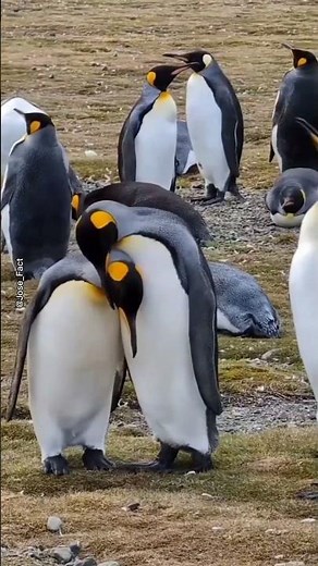 “The Untold Life of Penguins 🐧❄️”