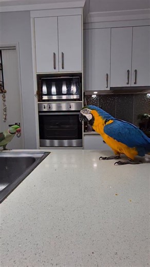 Zazu passes his item off to Aura, and watch how mindful she is not to startle him 🦜💚 Despite being much bigger, Aura reads his body language and adjusts her movement — that’s emotional intelligence in action. Macaws have incredible control over their beaks, capable of cracking nuts with hundreds of pounds of pressure, yet here she’s gentle enough to handle a tiny friend. It’s all about social awareness, trust, and the science of restraint — her brain’s mirror neurons help her sense his comfort