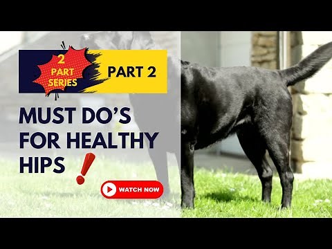 Hip Dysplasia in Dogs: How to Walk, Play & Keep Them Moving Without Pain!