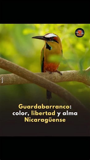 Ciencia, tecnología y datos increíbles +64k seguidores | +7.9M on Instagram: "El guardabarranco, ave nacional de Nicaragua, deslumbra con sus colores verde-azulados y su cola en forma de raqueta. Vigía de los caminos rurales, símbolo de libertad y orgullo nacional. ¡Una joya viviente que adorna el cielo nicaragüense! 🇳🇮✨"