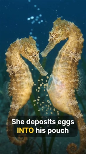 In This Species, the Male Gets Pregnant | Seahorse's Unique Fertilization #seahorse
