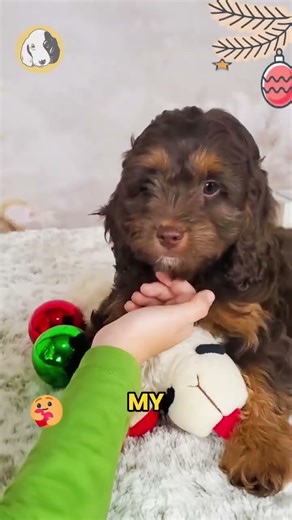 Say hello to Chip, the F1 Cockapoo boy with floppy ears, soft curls, and a personality that’s full