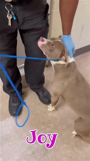 Watch entire video, SUBSCRIBERS boost & save them💔 HOURS til euthanasia 📩 Volunteers.ccac@gmail.com