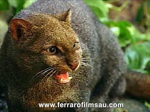 Jaguarundi, a little known cat
