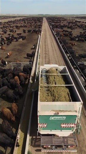 🐂 Thousands of Cattle in Feedlot | Aerial Farm View#feedlotlife #beeffarming #aerialfarm