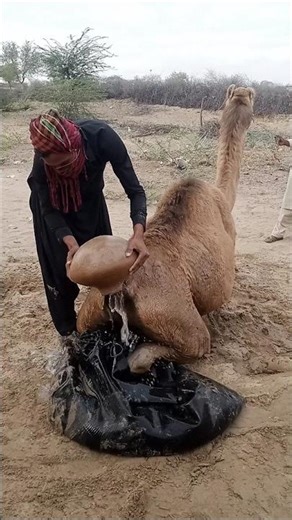 Traditional Camel Cooling Method 🐪💧