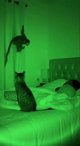 Hilarious Night Vision: Monkey Jumps From Curtains & Scares Cat! 🐒💨