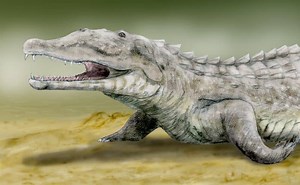 Smilosuchus