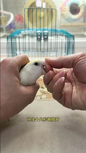 Stop Your Parrot from Biting: Pro Tips Inside! ParrotTraining PetSafety