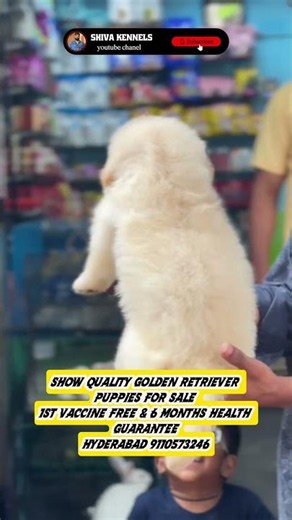 #goldenretriever Puppies For Sale #dogbreed