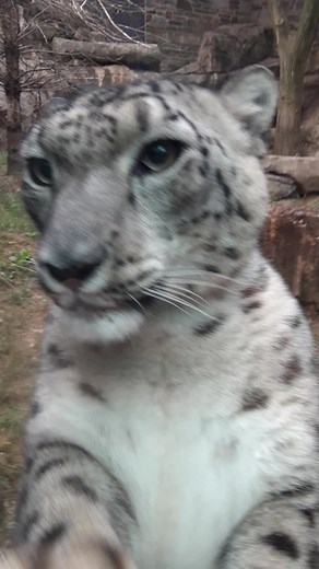 Meet Maya: The Playful Snow Leopard at the Zoo