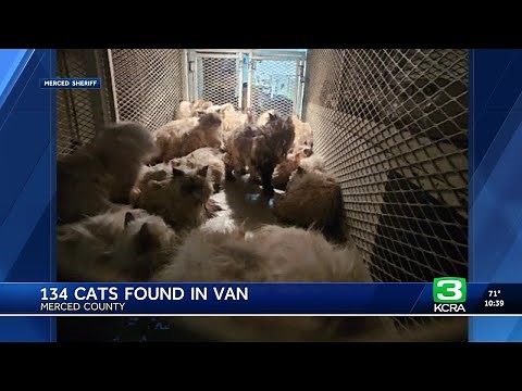 Welfare check leads Central California deputies to rescue 106 cats