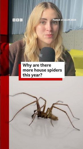 Why are there more spiders in your house this year? #Spiders #BBCNews