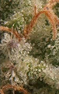 Dante`s done - like Clown Fish face! #cannabiseducation