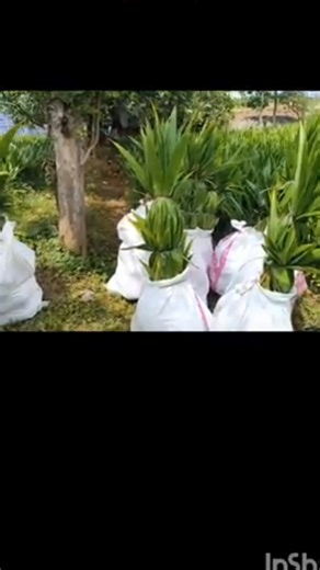 2.8K views · 15 reactions | contact number 9080712340 勞New one 勞掠,...