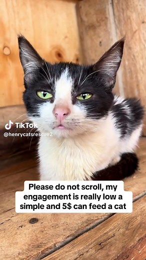 Henry cats rescue (@henrycatsrescue2)’s videos with som original - 𝔏𝔞𝔳𝔦 🤍
