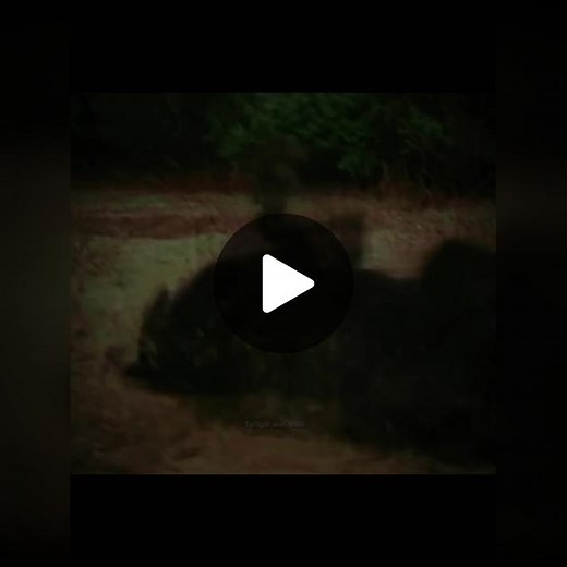 the pack effect #twilight #wolves #samuley #quilateara #sethclearwater #leahclearwater #edit #fyppoppppppppppppppppppppppp #foryoupage #fyp