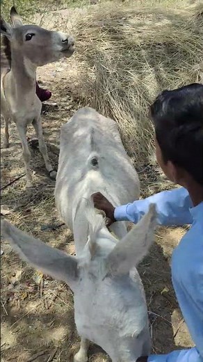 open Mating Desert domestic donkey