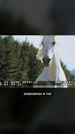 Gandalf's horse Shadowfax was a real DIVA in Lord of the Rings | Middle-Earth Updates