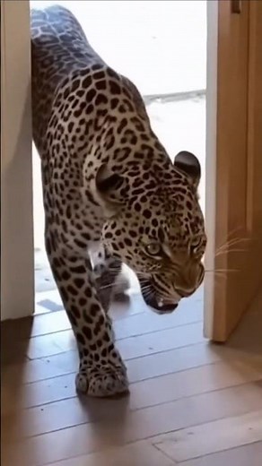 Housecat Shows Pet Leopard Who Runs the House