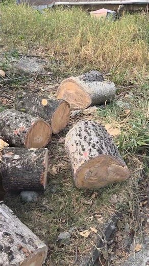 der Baum ist Geschichtte