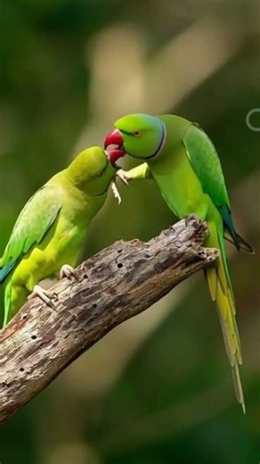 Beautiful Pair of Green Parrots 😍 | Cute & Colorful Nature Moment