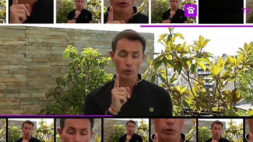 Sibérien : caractère, santé, alimentation, prix et entretien