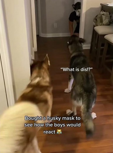 Dogs are afraid of masks #dog #funnydog #dogs #funnyvideo #fyp