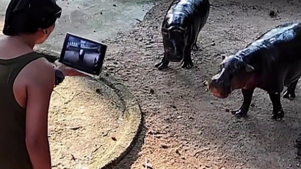 Man climbs into viral hippo Moo Deng's enclosure