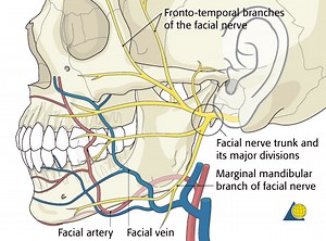 Marginal Mandibular Nerve Function and Injuries