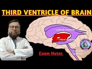 THIRD VENTRICLE OF BRAIN in detail with Exam Notes