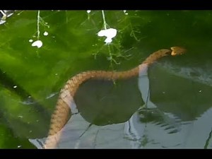 la couleuvre à collier