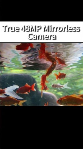 Seeing Every Detail: A 48MP Camera Test. 48MP Pixels !