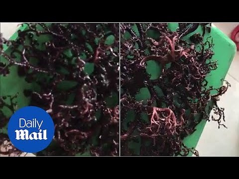 Strange sea creature with moving tentacles found in Vietnam
