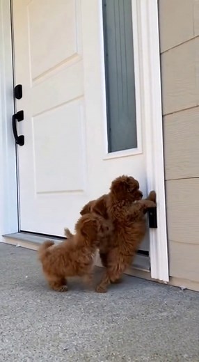 81K views · 2.2K reactions | These three puppies just pulled off the...