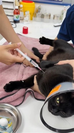 Found Injured Black Cat on the Street – What Happened Next Will Amaze You!" #cat