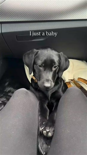Black Labrador Lovers on Instagram: "👇 @blacklab_81 #blacklabs #labradorlover #blacklabrador #dogsofnstagram #labradorretriever #blacklabradorsofig #dog #blacklabsarethebest #blacklabsquad #labradorpup #blacklabsofinsta #blacklabradorpuppies"