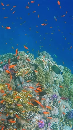 Our Underwater Universe on TikTok