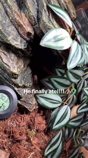 Ball Python Successfully Eats After Hunger Strike