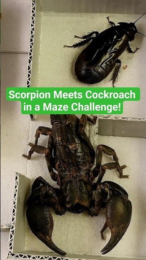 Scorpion Meets Cockroach in a Maze Challenge!