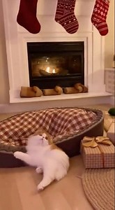 What’s Sparkling on the Christmas Tree? #funnycat #christmastree #cuteanimals #shorts