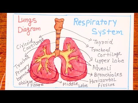 How to Draw Human Respiratory System Diagram | Easy Step by Step | Labelled Respiratory System