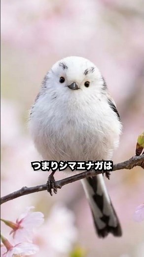 シマエナガの意外な事実！飼育は不可能？美しい写真の秘密とは？